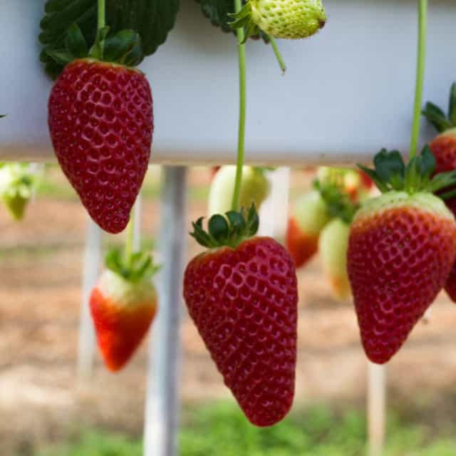 coltivazione di fragole in idroponica fuorisuolo