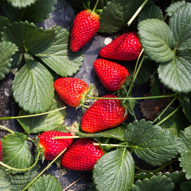 letto di fragole su pianta