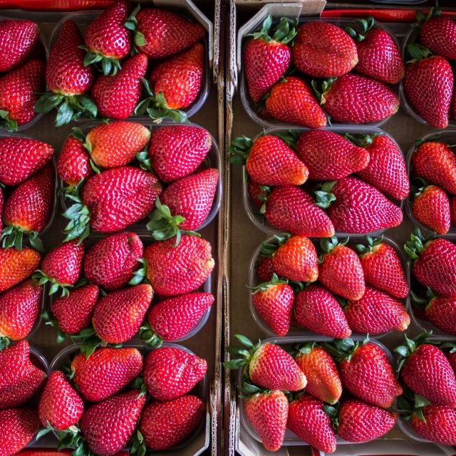 fragole pronte per la distribuzione