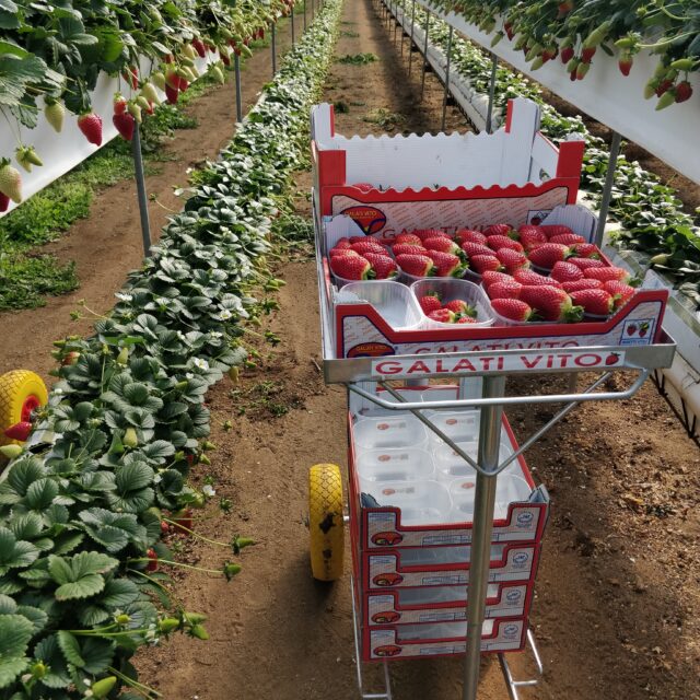 raccolta fragole in fuori suolo in azienda galati vito, eccellenza di calabria